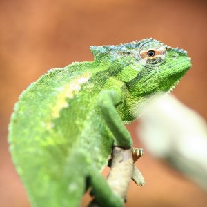 The Look Out.