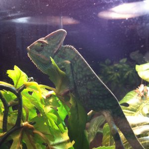 Veiled Chameleon///cali 2.0
