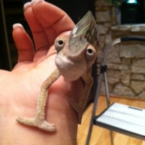 Marvin