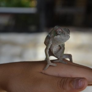 Marvin