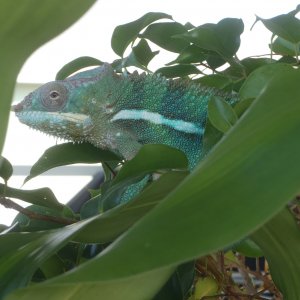 Kibi Outside