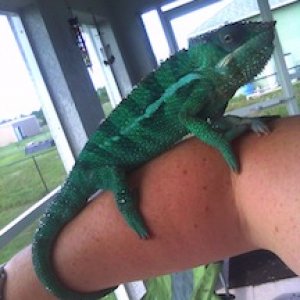 Holding Kibi