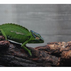 Trioceros Wiedersheimi