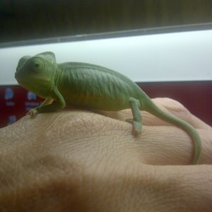 Our New Chameleon - And Other Pets