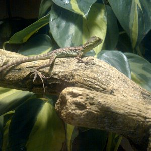 Green Basilisk