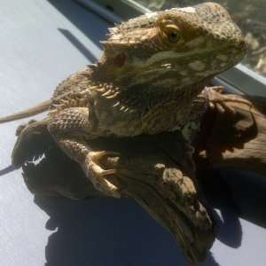 Spike