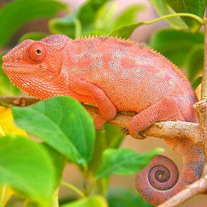 Falylishous In Pink