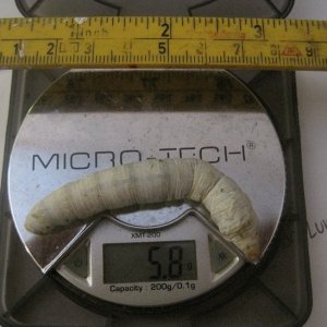 Silkworm