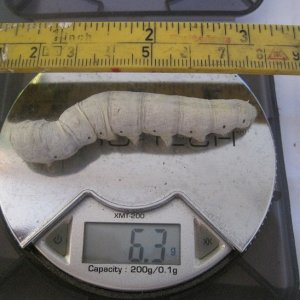 Silkworm