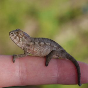 Baby Panther Chameleon