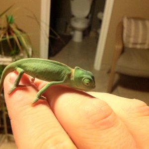 Baby Cham