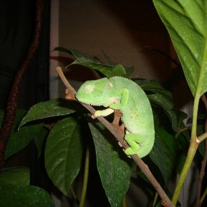 Sleeping