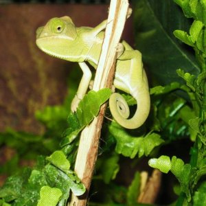 Still A Baby But Growing
