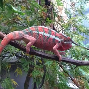 Chameleon