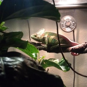 My 3 Months Old Yemen