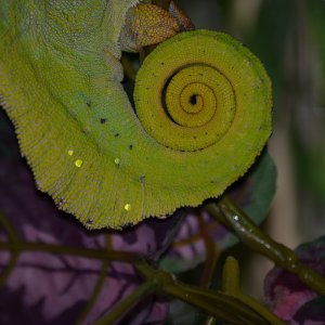 Quadricornis Tail