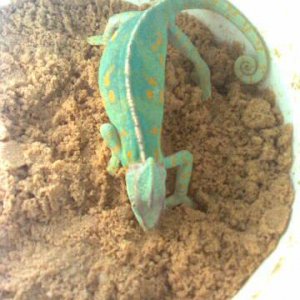 After Laying Eggs