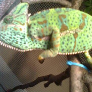 Pastel