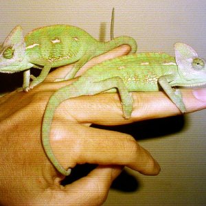 9 Week Old Veileds
