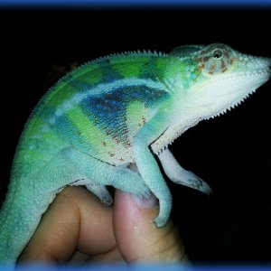 Got My Colors!