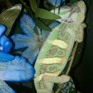 Sleeping Beauty