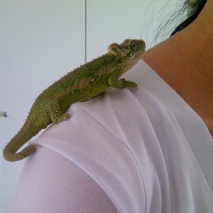On My Shoulder
