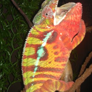 Malo ,my Sambava