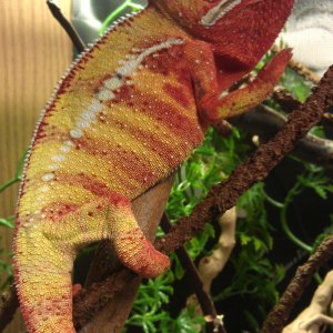 Cabezon,my Redbar Ambilobe