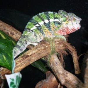 Wilfred
