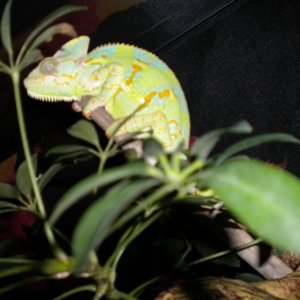 Female Veiled Chameleon Sleeping