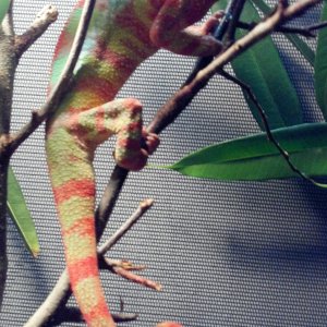 Red Barred Panther Chameleon