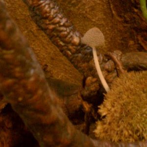 Morning Mushroom1