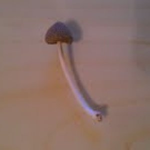 Morning Mushroom2