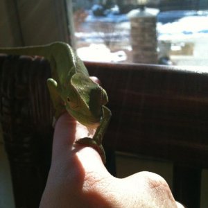 My Senegal Chameleon