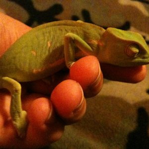 My Senegal Chameleon