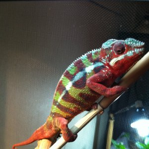 Draco
