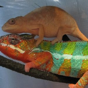 Chameleon Love