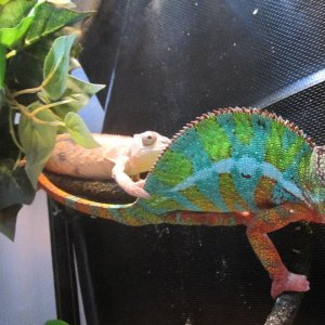 Chameleon Love