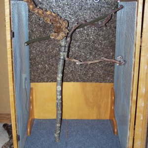 Chameleon Cage