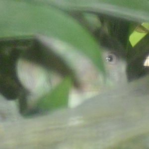 I See You