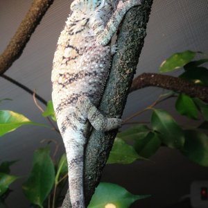 Nosy Faly Female
