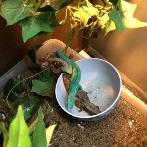Gettin Jiggy With It In The Food Dish!! Lol