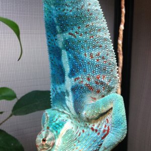 Nosy Faly Male Awesome Colours @ 7months ;)