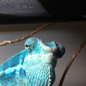 Nosy Faly Male @ 7months ;)