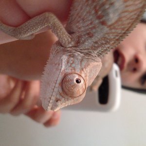 Prizma The Panther Chameleon.