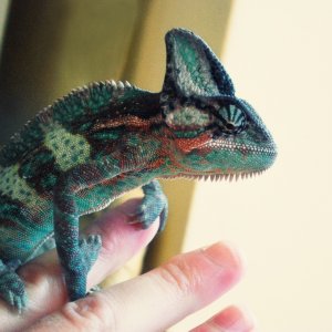 Tongy The Dinosaur
