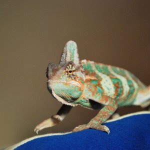 Tongy The Dinosaur