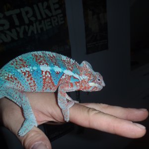 Rango!