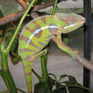 Ivan
