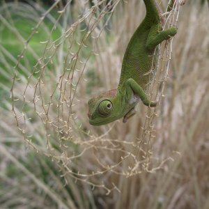 Kinyongia Matschiei